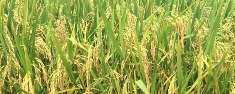 水稻用什么繁殖 水稻用什么繁殖