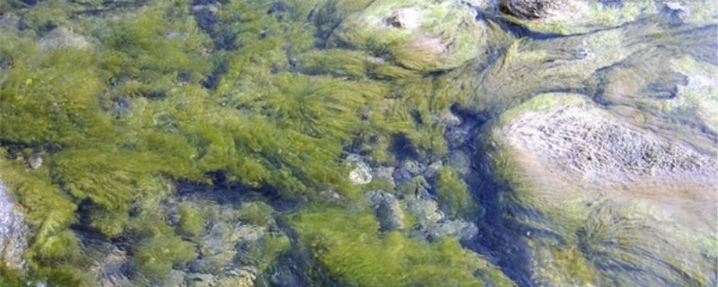 生石灰能杀死青苔吗 生石灰能杀死青苔吗