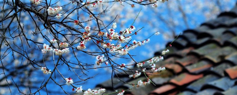 梅园的梅花什么时候开 梅园的梅花什么时候开