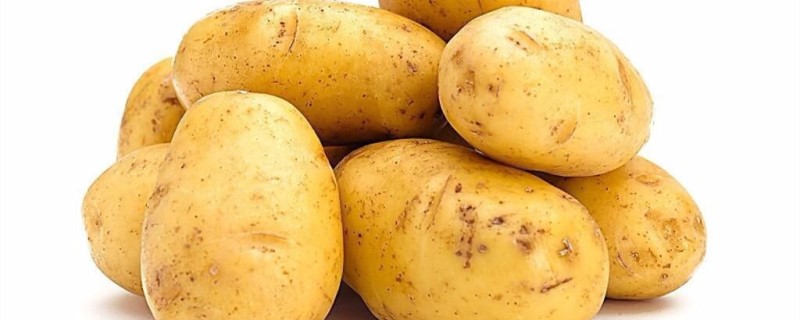 土豆水培盆栽的方法 土豆水培盆栽的方法