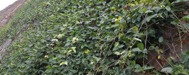 油麻藤种植方法 油麻藤种植方法