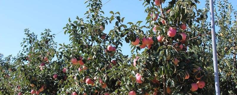 苹果树春季清园打啥药 苹果树春季清园打啥药