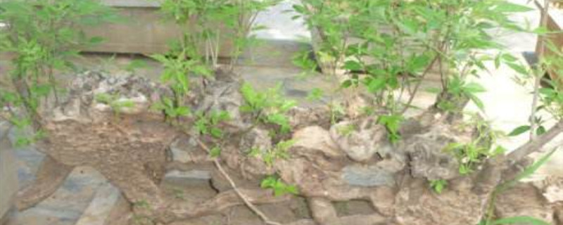 荆棵根怎么栽活 荆棵根怎么栽活