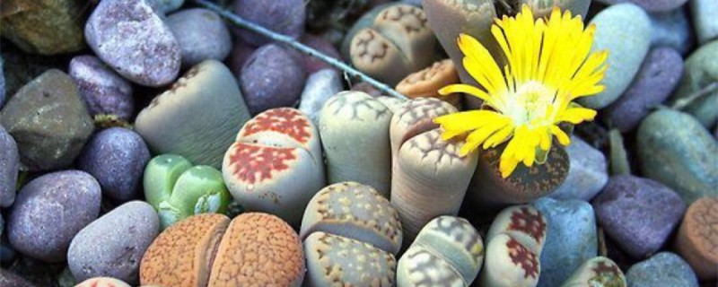 刚买的生石花怎么种 刚买的生石花怎么种
