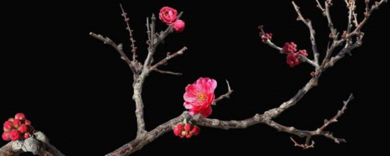 干枝梅可以泡水里养吗