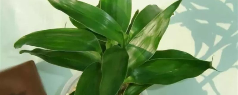 富贵竹长根了多久换水 富贵竹长根了多久换水
