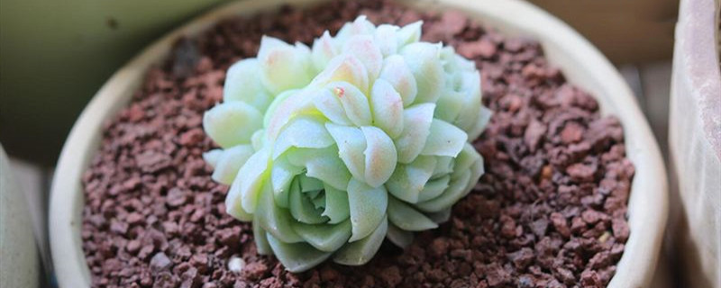 多肉怕冻吗 多肉怕冻吗
