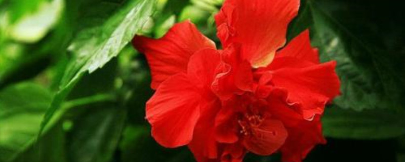 木菊花生小白虫怎么办
