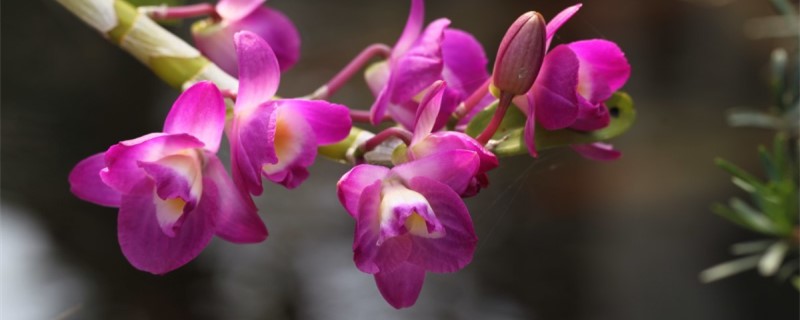 石斛兰花语 石斛兰花语