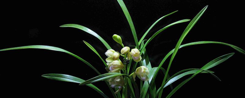 兰花花苞枯萎怎么办 兰花花苞枯萎怎么办
