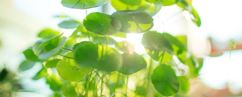 能在水里养的植物有哪些 能在水里养的植物有哪些