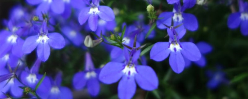 六倍利花期多久 六倍利花期多久