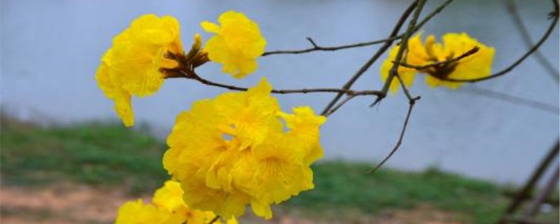 风铃花的花语 风铃花的花语