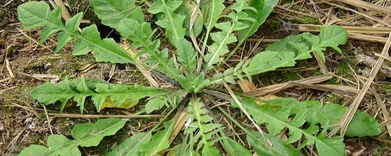 野菜荠菜什么时候挖