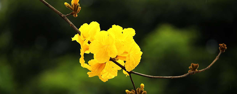 黄风铃花的花语 黄风铃花的花语