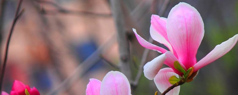 潭柘寺玉兰花最佳季节 潭柘寺玉兰花最佳季节