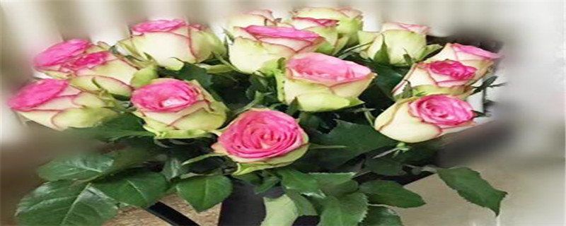 梦露玫瑰花语是什么 梦露玫瑰花语是什么
