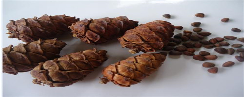 松塔怎么腐熟 松塔怎么腐熟