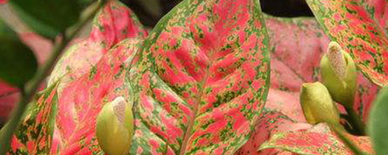 彩叶万年青开花吗 彩叶万年青开花吗