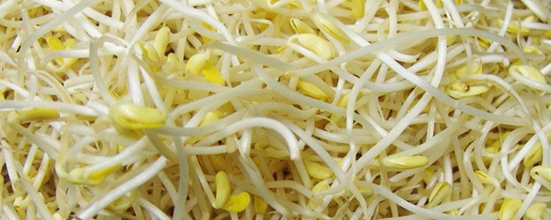 豆芽的成长过程