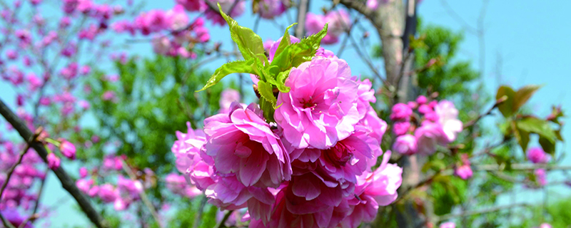 春天开花顺序 春天开花顺序