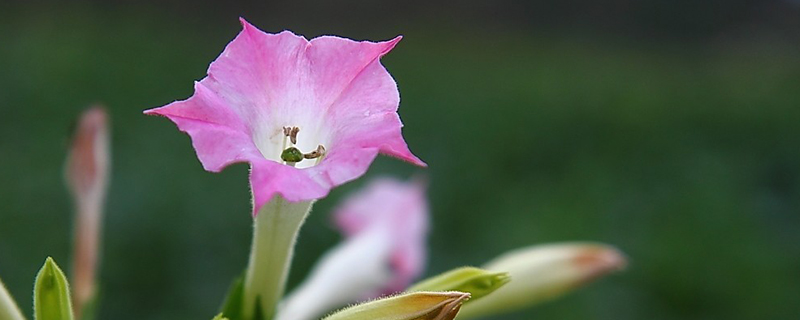 烟草花长什么样子 烟草花长什么样子