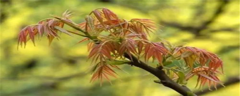 香椿怎么种植什么时间种 香椿怎么种植什么时间种