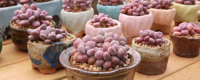 桃蛋的花语是什么 桃蛋的花语是什么