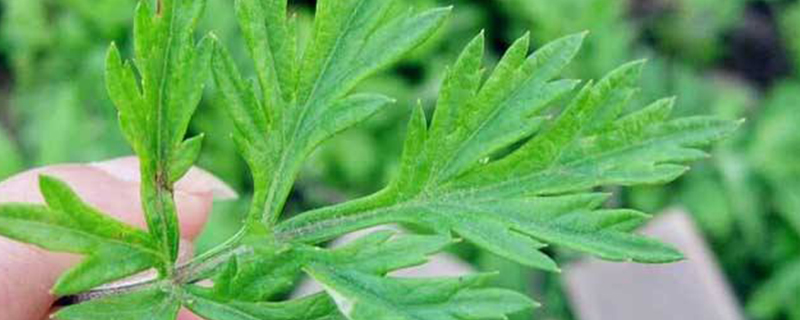 艾草与菊花的区别 艾草与菊花的区别