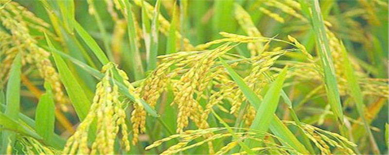 水稻虫害主要有哪些 水稻虫害主要有哪些