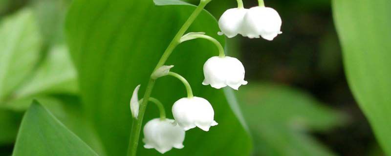 铃兰花寓意