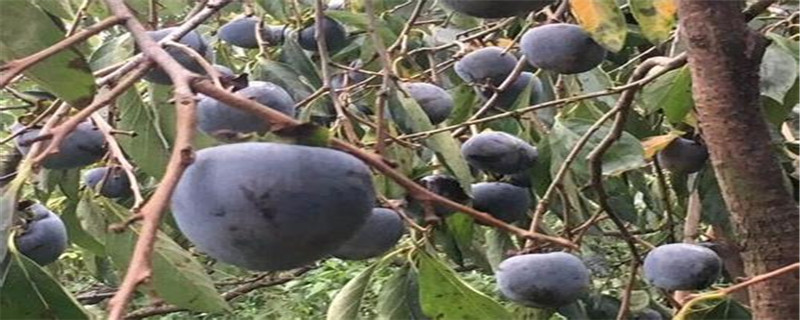 黑柿子树苗北方能种吗 黑柿子树苗北方能种吗