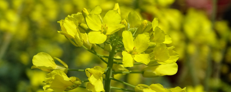 油菜花季节是什么时候 油菜花季节是什么时候