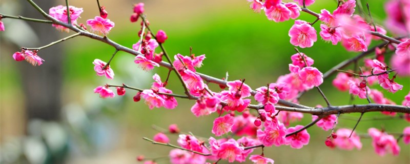 春天有梅花吗 春天有梅花吗