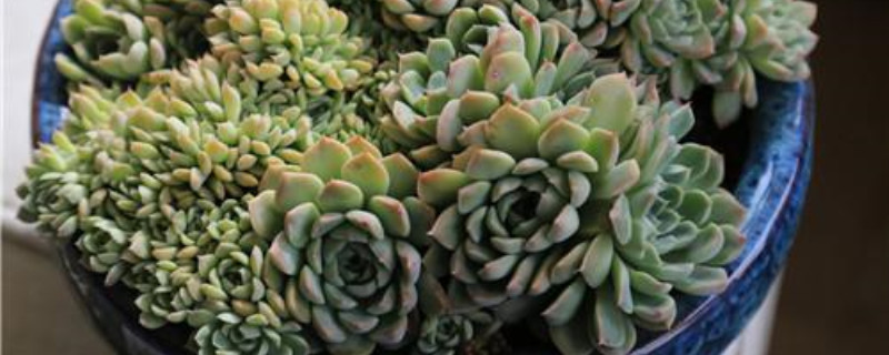 多肉植物生长过程日记 多肉植物生长过程日记