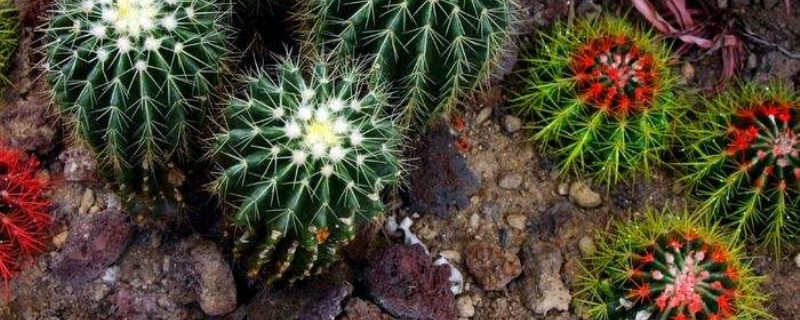 仙人球开花预兆喜事吗 仙人球开花预兆喜事吗