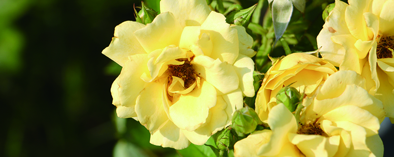 黄月季花语 黄月季花语