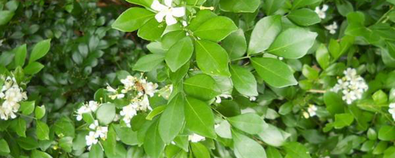 七里香花有毒吗 七里香花有毒吗