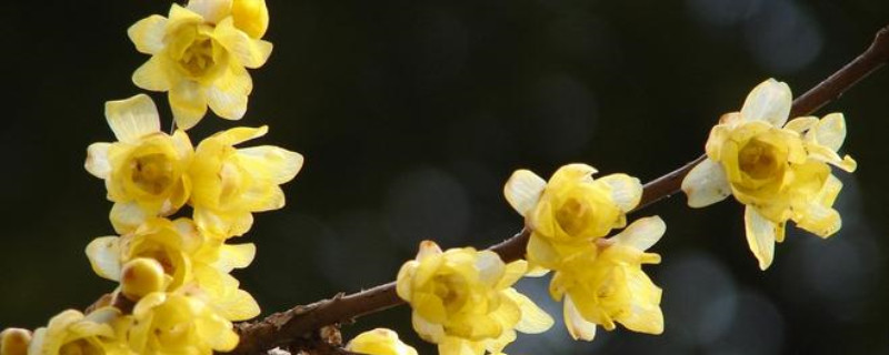 北京腊梅花几月开花 北京腊梅花几月开花