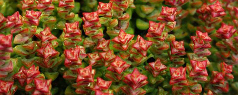 小米星什么季节砍头 小米星什么季节砍头