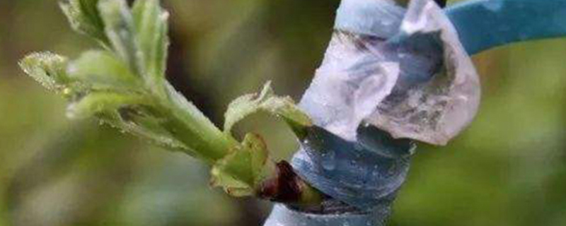 芽接方法 芽接方法