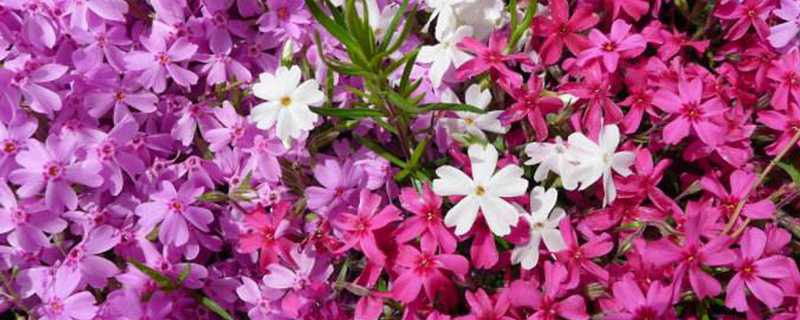 芝樱花介绍 芝樱花介绍