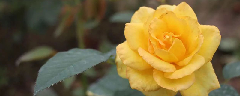 道歉的花是什么花 道歉的花是什么花