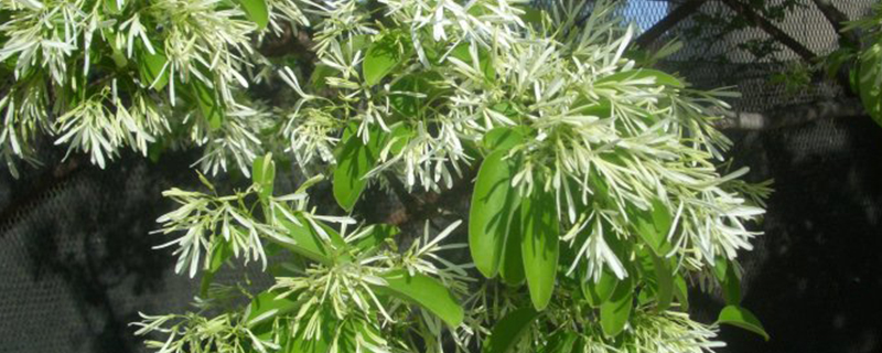 流苏嫁接桂花有啥缼点 流苏嫁接桂花有啥缼点