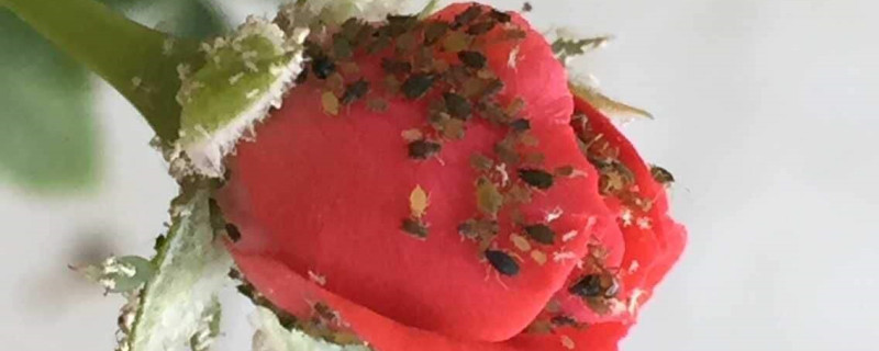 花有虫子用什么药 花有虫子用什么药