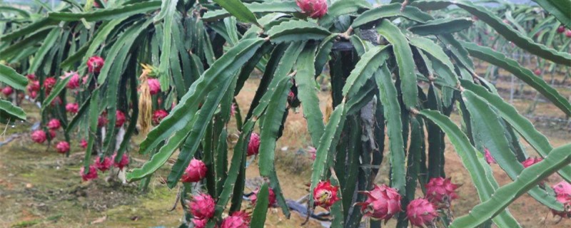 火龙果多久开花结果 火龙果多久开花结果