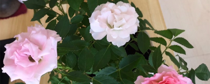 玫瑰花好种吗 玫瑰花好种吗