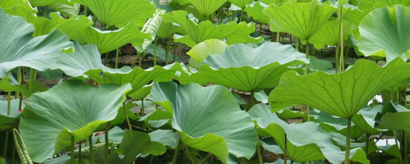 荷叶是什么季节开的 荷叶是什么季节开的
