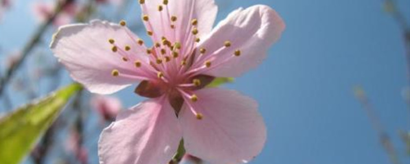 花的基本结构 花的基本结构
