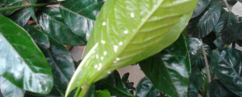 花叶上有白色的小飞虫怎么办 花叶上有白色的小飞虫怎么办